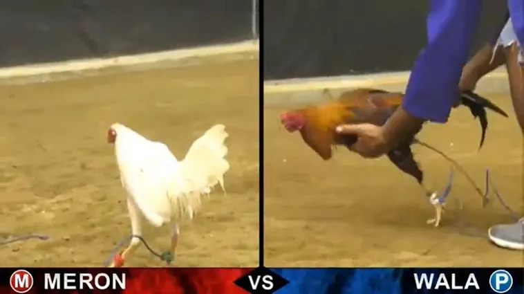 Hướng Dẫn Cách Chơi Đá Gà Sabong Tại Oppa888 Cho Người Mới